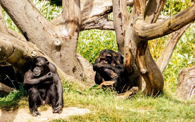 Dublin Zoo Skip-the-line Tickets and Private Transfers - Activity and Booking Details