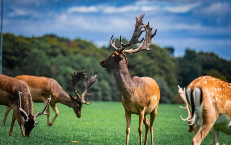 Dublin Zoo Skip-the-line Tickets and Private Transfers - Experience at Dublin Zoo