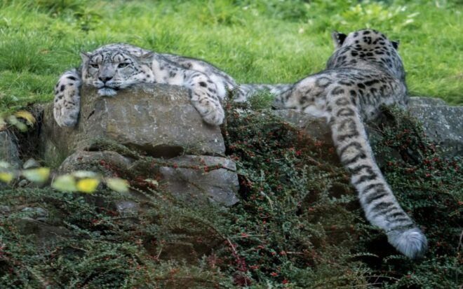 Dublin Zoo Skip-the-line Tickets and Private Transfers - Highlights of the Activity