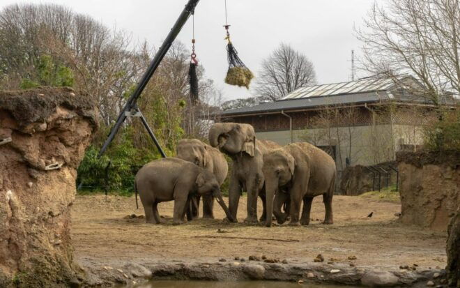 Dublin Zoo Skip-the-line Tickets and Private Transfers - Wildlife Exhibits and Attractions