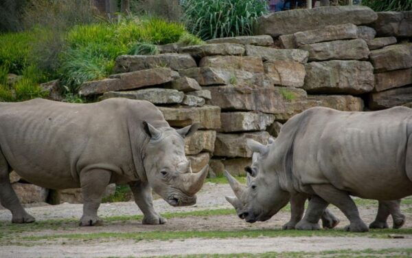 Dublin Zoo Skip-the-line Tickets and Private Transfers - Full Description of Dublin Zoo