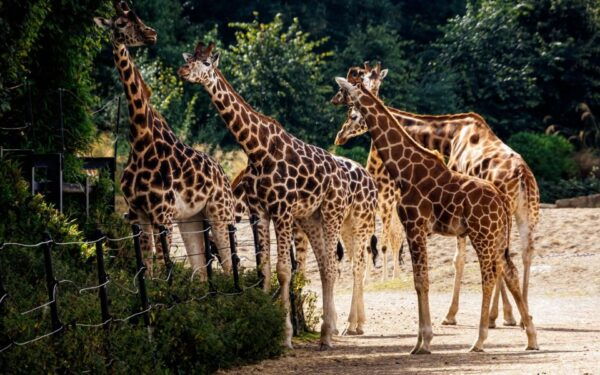 Dublin Zoo Skip-the-line Tickets and Private Transfers - Important Information