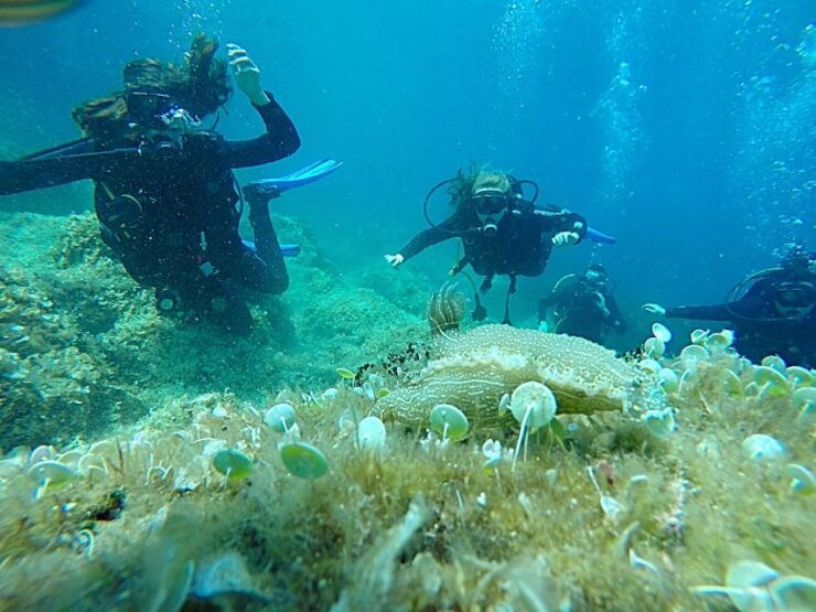 Dubrovnik: 1-Day Discover Scuba Diving Course - Booking Information
