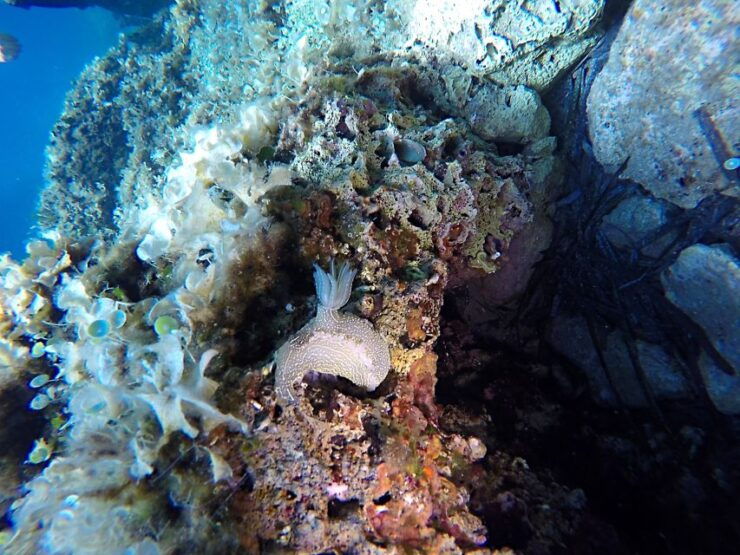 Dubrovnik: 1-Day Discover Scuba Diving Course - Experience Details