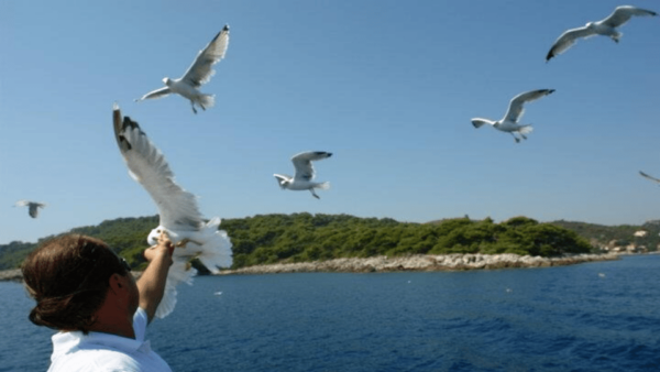 Dubrovnik: Elaphiti Islands Boat Cruise With Lunch & Drinks - Booking Details