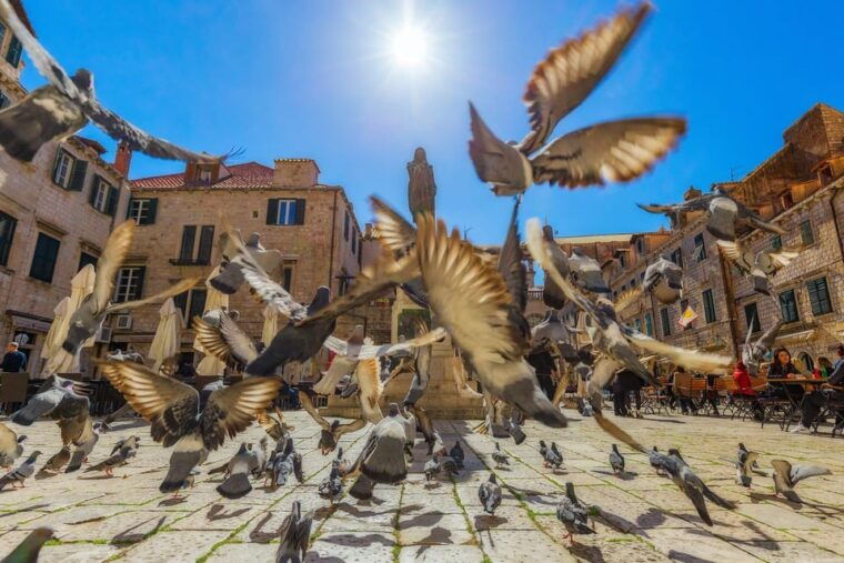 Dubrovnik for Kids: A Playful Family Walking Tour Experience - What’s Included & What’s Not?  