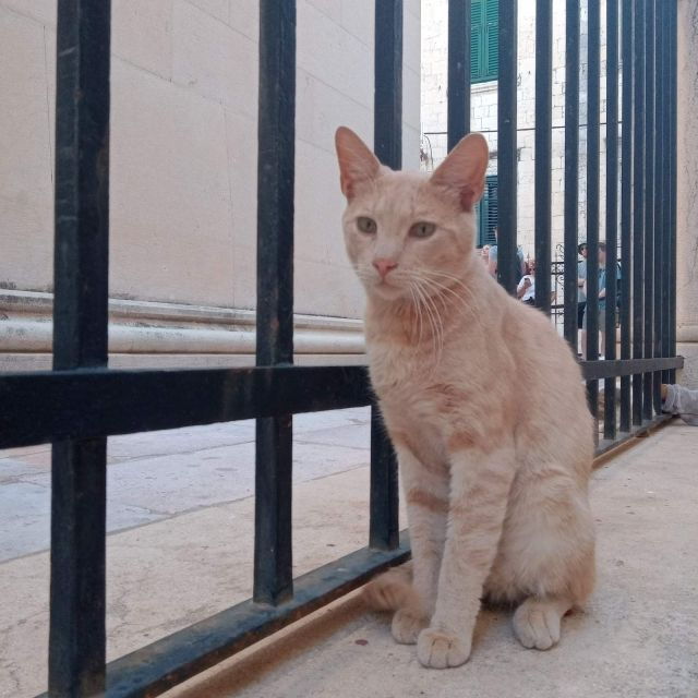 Dubrovnik: Historical Tour With Game of Thrones Details - Good To Know