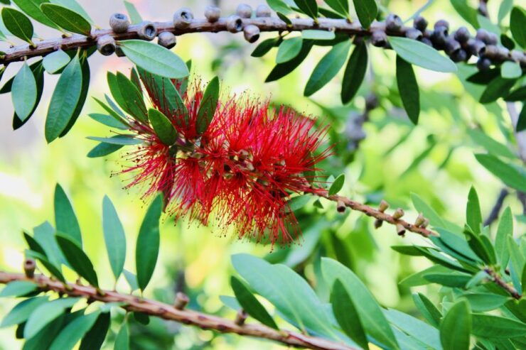 Dubrovnik: Lokrum Island & Betina Cave Swimming Adventure - Tour Highlights