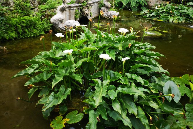 Dubrovnik Panorama & Arboretum Trsteno Tour by CRUISER TAXI - Price and Booking