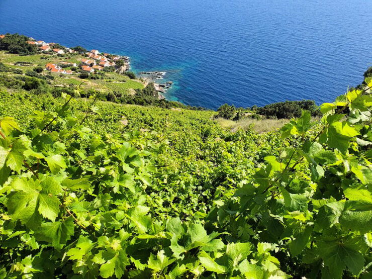 Dubrovnik Private Wine Tasting Tour To Peljesac - Pelješac Peninsula Highlights