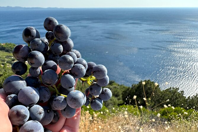Dubrovnik Private Wine Tasting Tour To Peljesac - The Sum Up