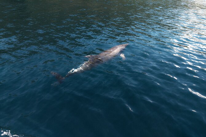 Dubrovnik Sea Adventure - Beach Stops and Blue Cave Tour - Important Details