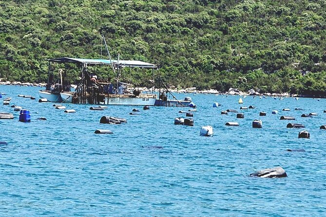 Dubrovnik: Ston Wine and Oyster Tasting - What to Expect on the Tour