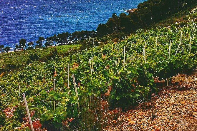 Dubrovnik: Ston Wine and Oyster Tasting - Directions for the Experience