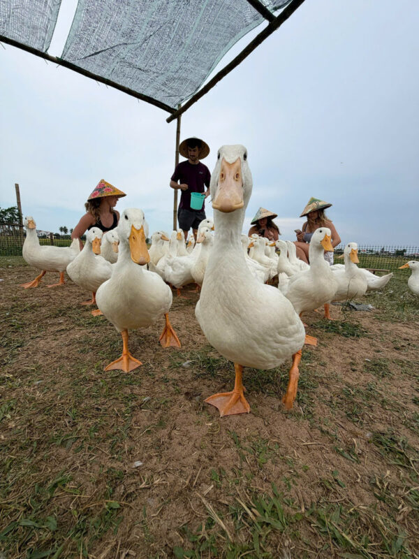 Duck Stop Hoi An Experience - Should you book it?