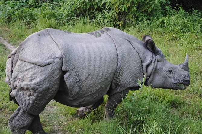 Dudhwa Rhinoceros and Tiger Safari - Good To Know