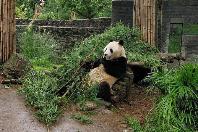 Dujiangyan Panda Base and Mt.Qingcheng one day private tour - A Closer Look at the Day’s Adventure