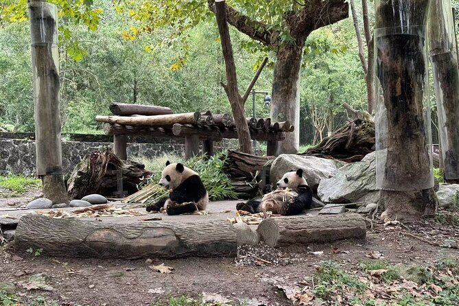 Dujiangyan Panda base & Irrigation System Private Day Tour - Final Thoughts