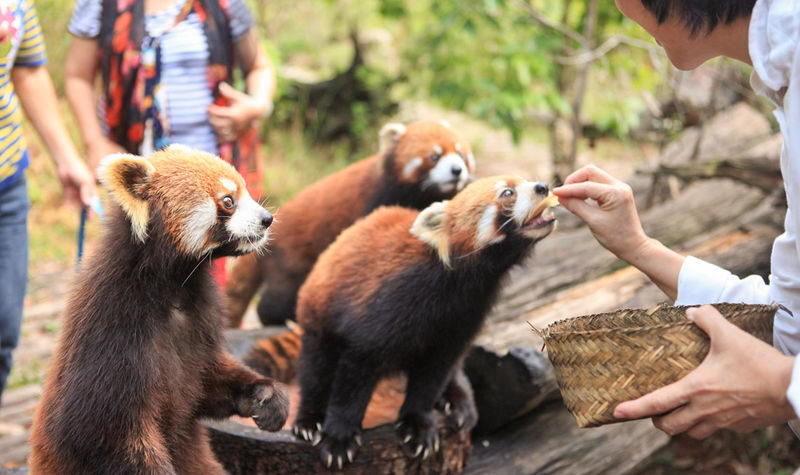 Dujiangyan Panda Valley & Red Panda Forest Private Tour with Feeding & Photos - Key points to know