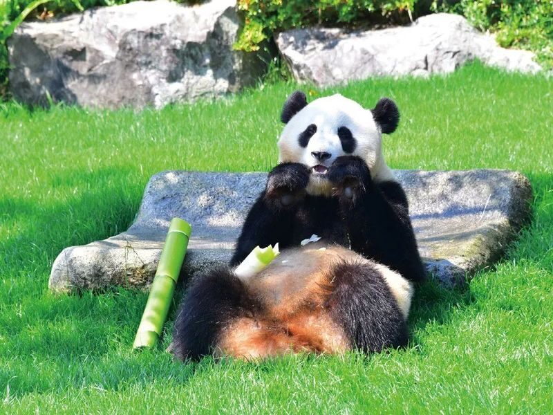 Dujiangyan Panda Valley & Red Panda Forest Private Tour with Feeding & Photos - Feeding red pandas in the afternoon