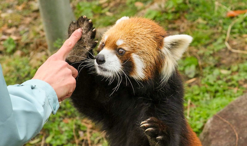 Dujiangyan Panda Valley & Red Panda Forest Private Tour with Feeding & Photos - What a private tour changes