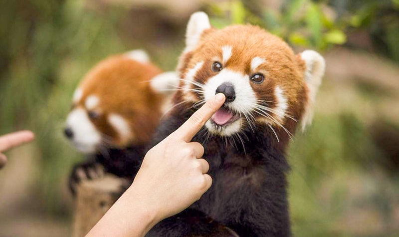 Dujiangyan Panda Valley & Red Panda Forest Private Tour with Feeding & Photos - Dujiangyan stories and a useful lunch stop
