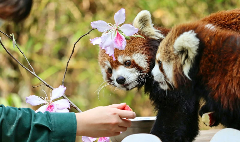 Dujiangyan Panda Valley & Red Panda Forest Private Tour with Feeding & Photos - Is $94.59 good value?