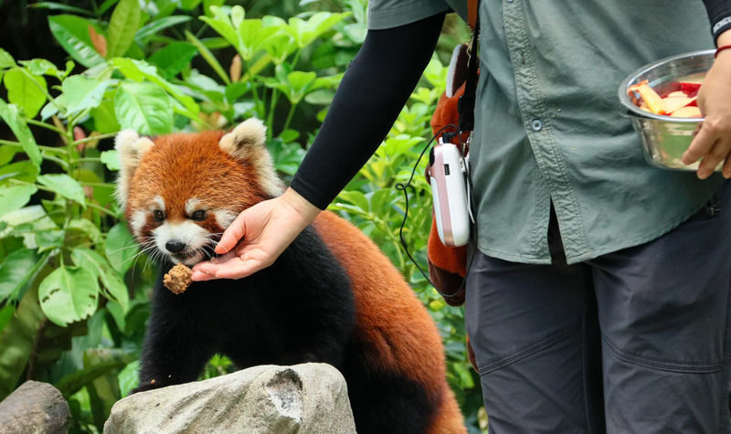 Dujiangyan Panda Valley & Red Panda Forest Private Tour with Feeding & Photos - Practical details to confirm before booking