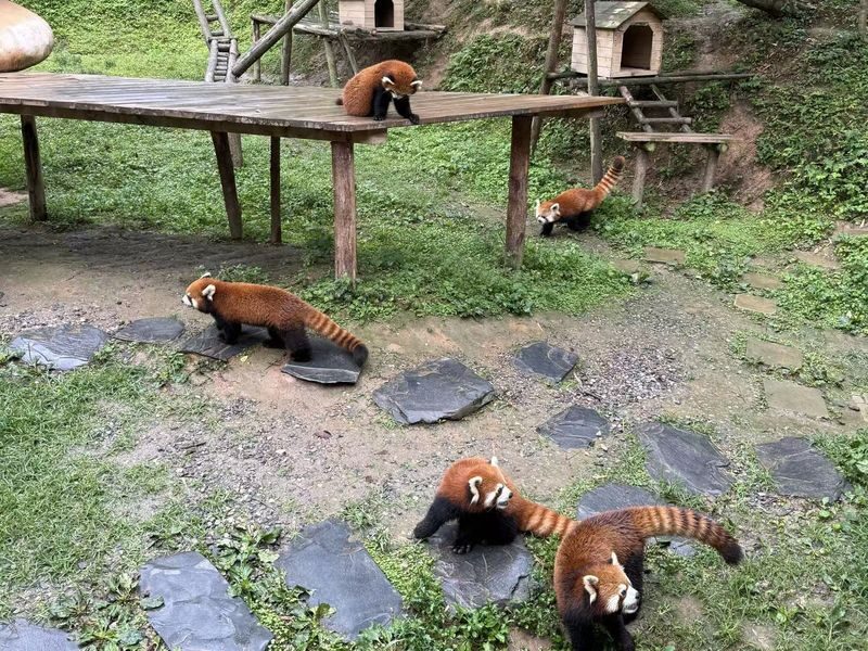 Dujiangyan Panda Valley & Red Panda Forest Private Tour with Feeding & Photos - Who should book this tour?