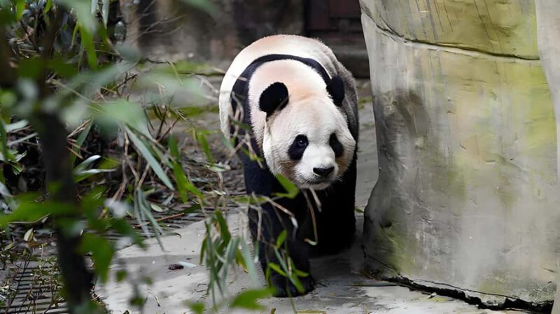 Dujiangyan: Panda Valley Ticket - Good To Know