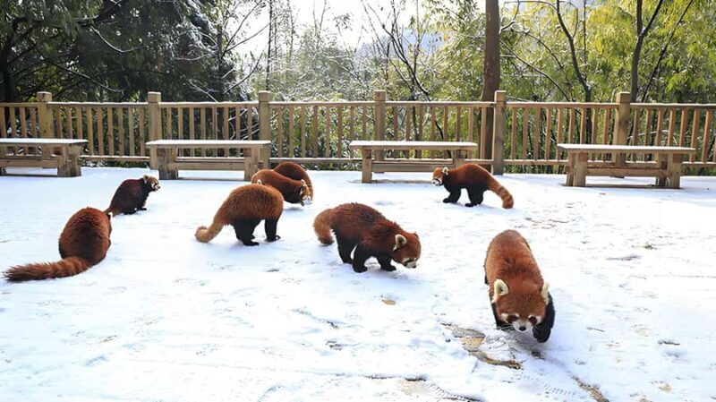 Dujiangyan: Panda Valley Ticket - FAQ