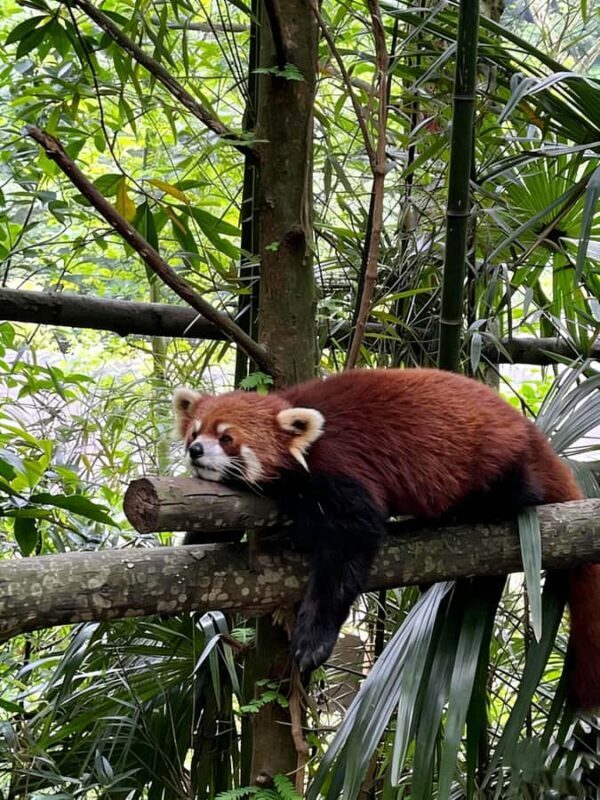 Dujiangyan: Panda Valley Ticket with Souvenir Charm - Who Should Consider This Experience?