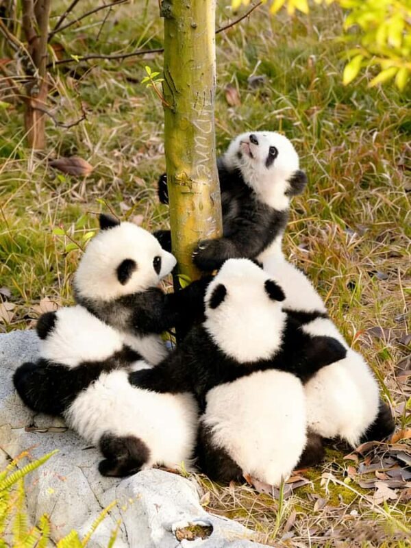 Dujiangyan: Panda Valley Ticket with Souvenir Charm - Good To Know