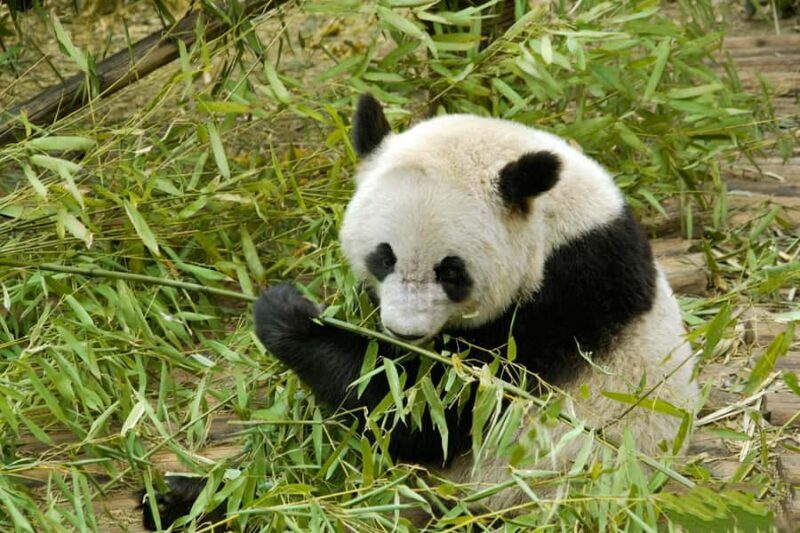 Dujiangyan: Panda Valley Ticket with Souvenir Charm - What Is Included in the Experience?