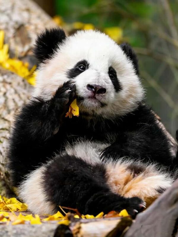 Dujiangyan: Panda Valley Ticket with Souvenir Charm - What Makes This Tour Special?