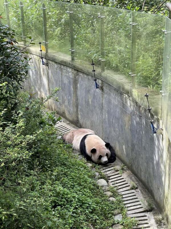 Dujiangyan: Panda Valley Ticket with Souvenir Charm - FAQs