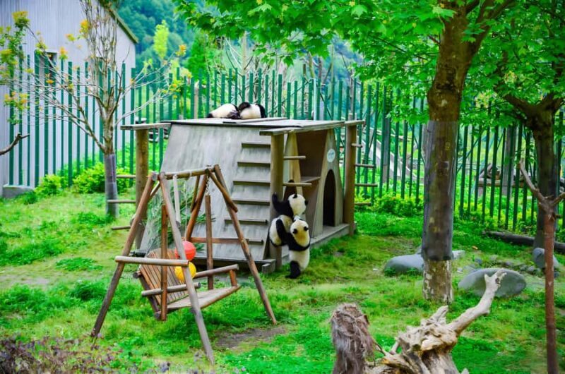 Dujiangyan: Wolong Shenshuping Panda Garden Ticket - Exploring the Park: What You’ll See and Do