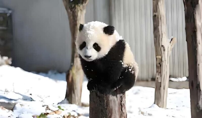 Dujiangyan: Wolong Shenshuping Panda Garden Ticket - FAQ