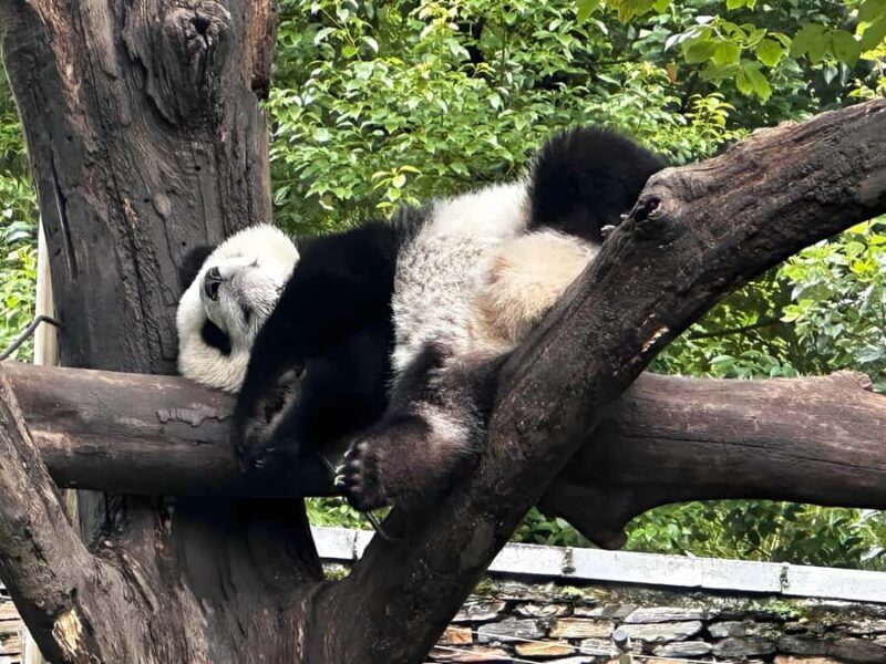 Dujiangyan: Wolong Shenshuping Panda Garden Ticket - An In-Depth Look at the Wolong Shenshuping Panda Garden Tour