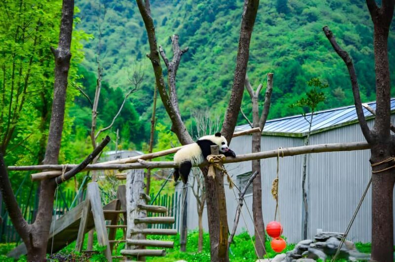 Dujiangyan: Wolong Shenshuping Panda Garden Ticket - The Sum Up