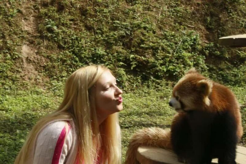 Dujingyan Giant Panda tour option Red Panda interactive - Good To Know