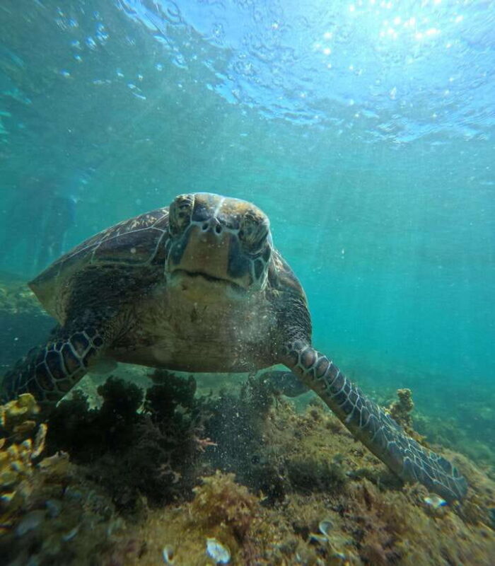 Dumaguete Apo Island Snorkel with turtle Tour - Introduction