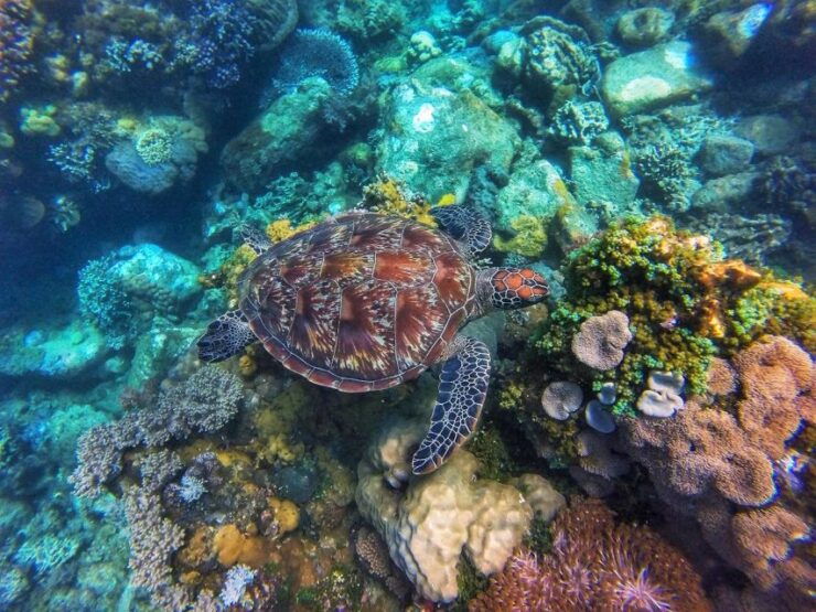Dumaguete Apo Island With Turtle Snorkeling - Cancellation Policy