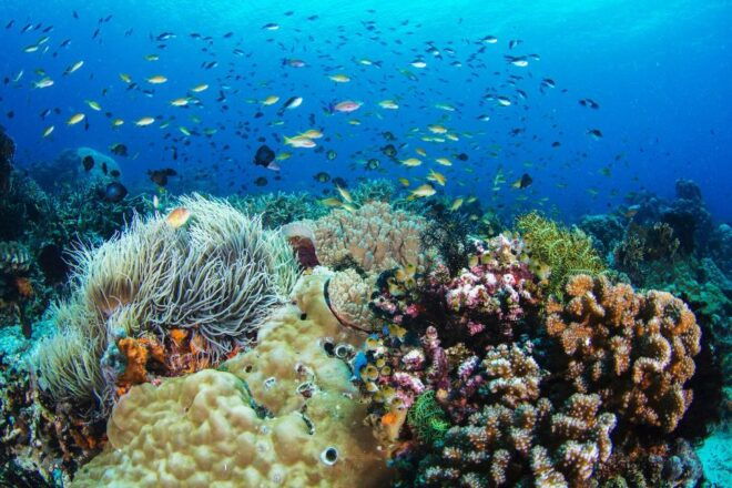 Dumaguete Apo Island With Turtle Snorkeling - Directions
