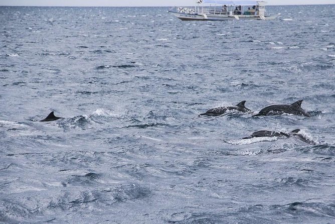 Dumaguete Dolphin Watching & Manjuyod Sandbar - Location and Meeting Point