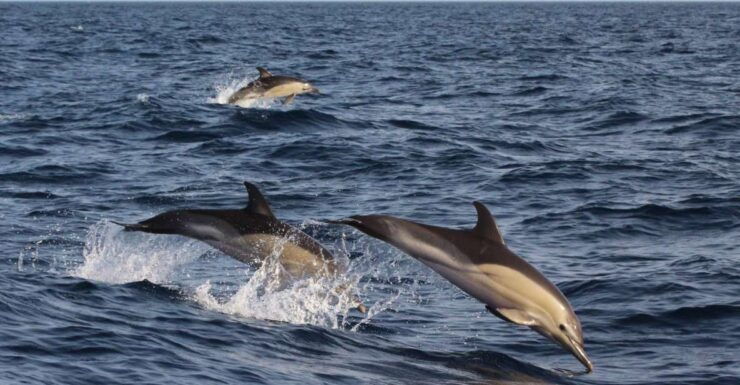 Dumaguete: Dolphin Watching & Manjuyod Sandbar Private Tour - Experience Highlights