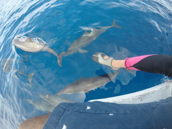 Dumaguete: Dolphin Watching & Manjuyod Sandbar Private Tour - Tips for a Memorable Tour