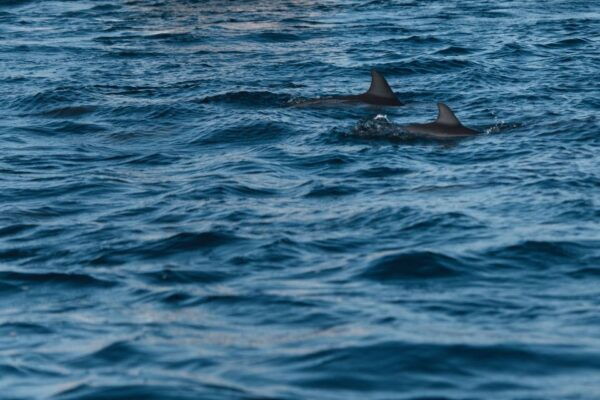 Dumaguete: Dolphin Watching & Manjuyod Sandbar Private Tour - Common Questions