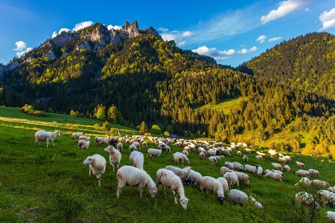 Dunajec Wooden Rafting Tour From Krakow - Meeting Point Details