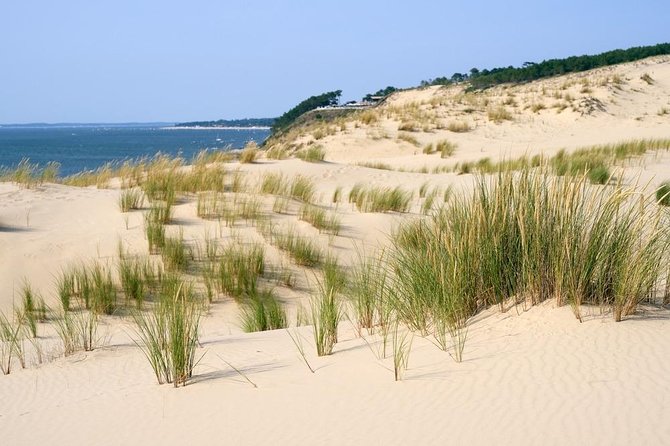 Dune Du Pilat and Oysters Tasting in Only 1 Hour Away From Bordeaux ! What Else? - Customer Reviews and Recommendations